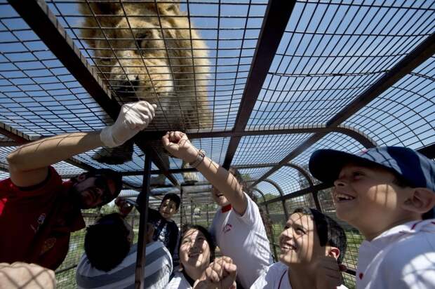 7 любопытных фото из чилийского зоопарка, где в клетках сидят люди, а не звери