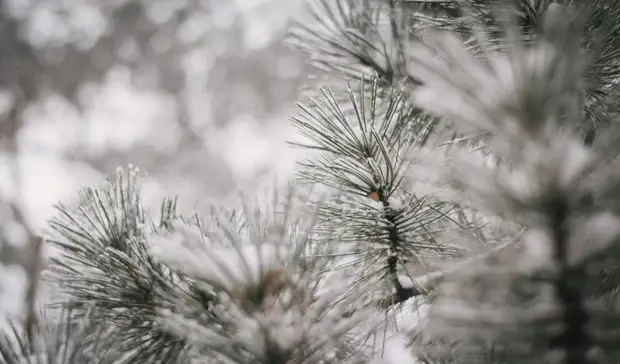 Стало известно, какая погода ждет петрозаводчан в начале недели