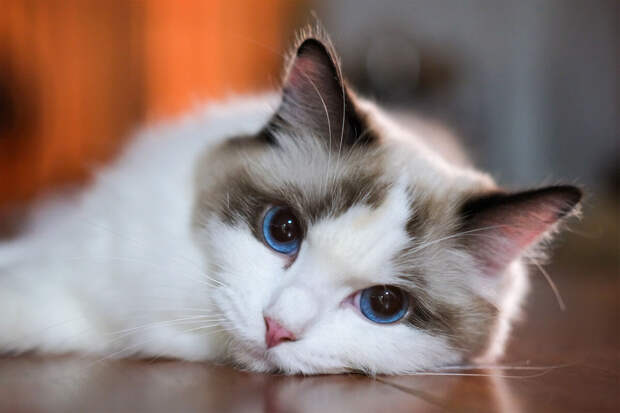 Священник Первозванский посоветовал отказаться от человеческих имен для котов