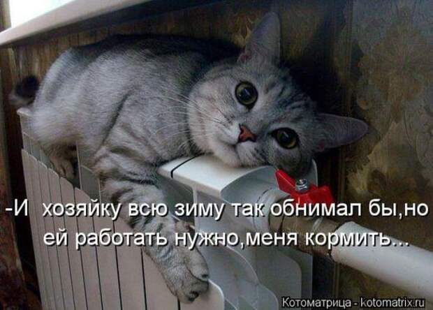 Котоматрицы(картинки с подписями)