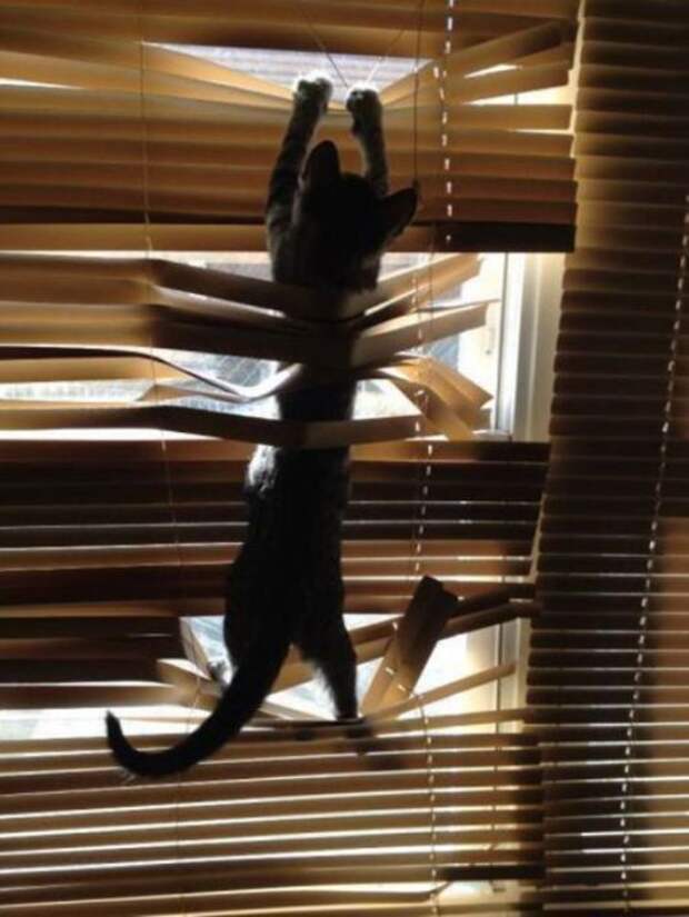 Коты и жалюзи Коты и жалюзи
