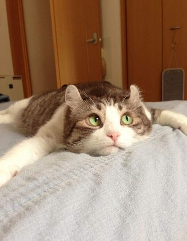 Забавные снимки котов, чье поведение не поддаётся объяснению