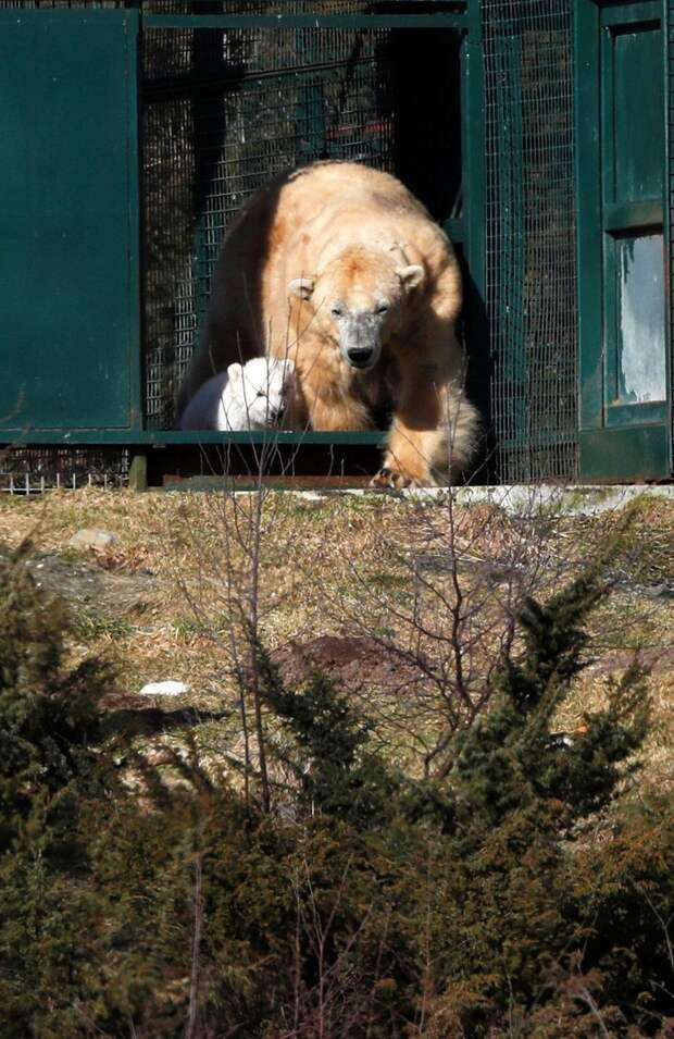 Виктория появилась на свет в 1996 году в зоопарке Ростока, Германия великобритания, животные, зоопарк, медвежонок, полярный медведь, прогулка, фотография