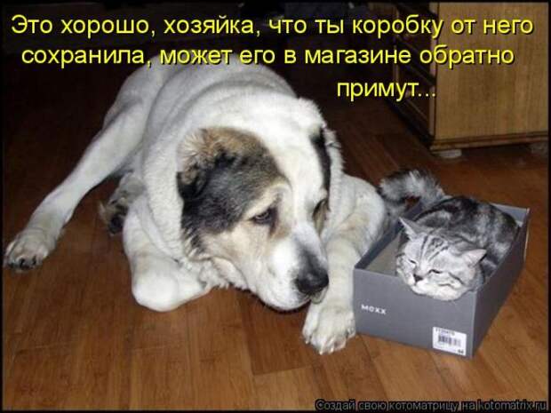 Лучшие котоматрицы недели (50 фото)