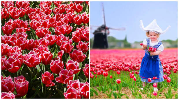 Слева тюльпаны в Саду в мае 2016 года, справа тюльпаны в Голландии, фото сайта www.putevochka.by