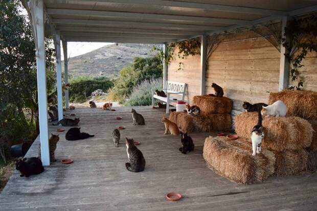 Как получать деньги, тусуясь с кошками на прекрасном греческом острове Сирос, в мире, домашние питомцы, животные, коты, работа, уход