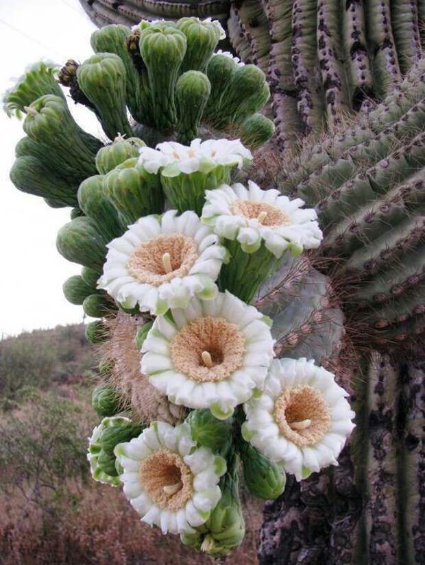 Кактусовые, или Кактусы (лат. Cactaceae) — семейство многолетних цветковых растений порядка Гвоздичноцветные. кактусы, красота, удивительно, флора, цветы
