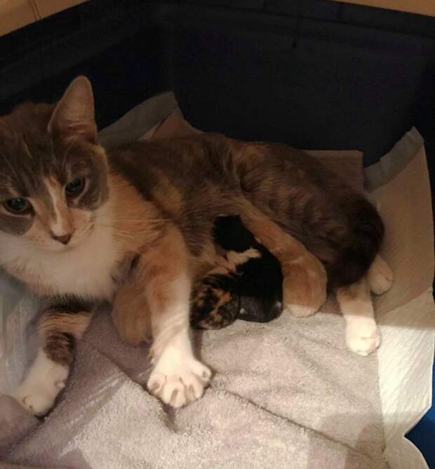 Беременная кошка, брошенная в приюте, родила особенного котенка Беременная кошка, брошенная в приюте, родила особенного котенка история, история спасения, котята, кошка, кошки, спасение животных, трогательно