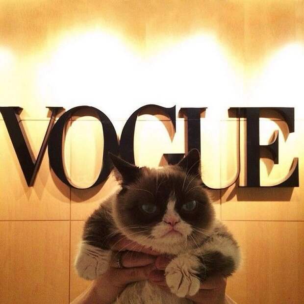 кошка