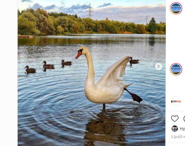 Фото дня: лебединое па де труа