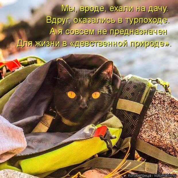 Лучшие котоматрицы недели (50 фото)