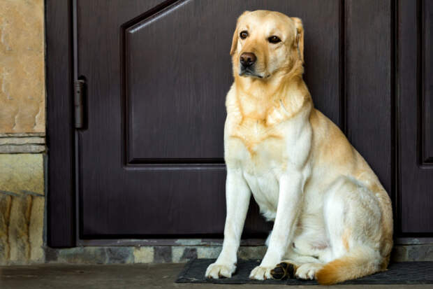 Как помочь собаке, с которой жестоко обращались? Каждое животное нуждается в уходе и заботе