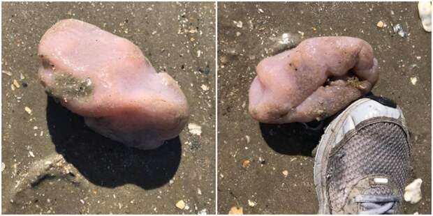 На пляже США прохожие обнаружили живое существо, похожее на мозг