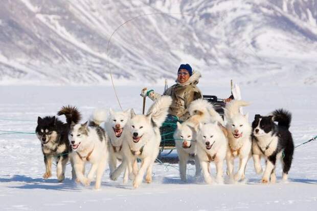 Что за гренландские собачки, чем они прославились и при чем здесь Россия?