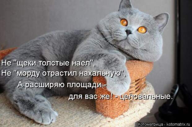 Лучшие котоматрицы недели (50 фото)