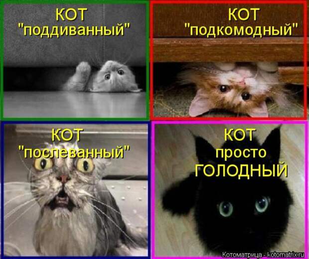 Лучшие котоматрицы недели Лучшие котоматрицы недели