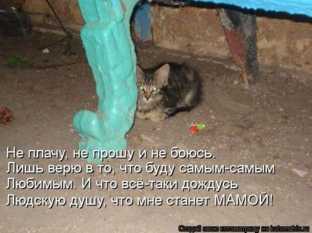 Котоматрицы (забавные картинки с надписями)
