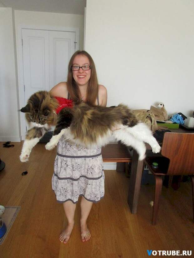 16 больших котов, которые совсем не кажутся домашними питомцами Выпуск 310 (16 фото)