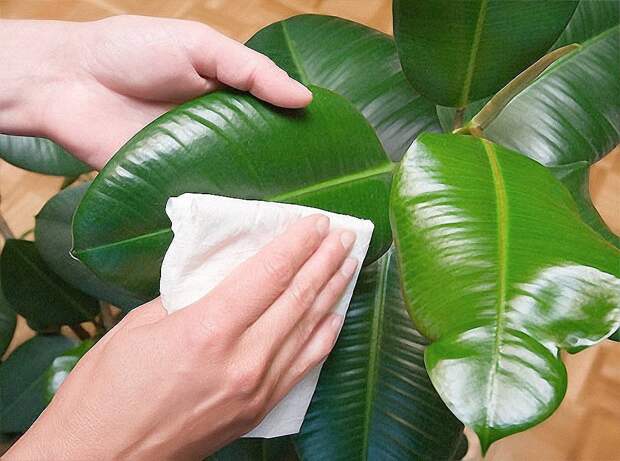 Вырастить фикус совсем не сложно