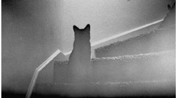 Кот-призрак