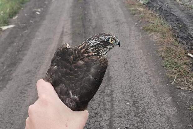 В Тамбовской области выпустили на волю спасённого перепелятника
