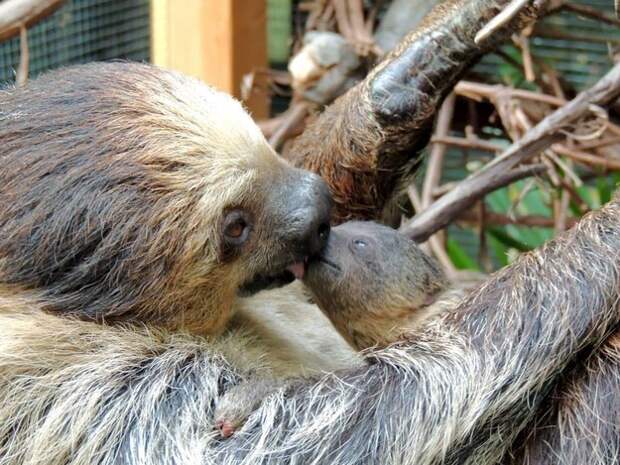 And this mama sloth kissing her baby goodnight.