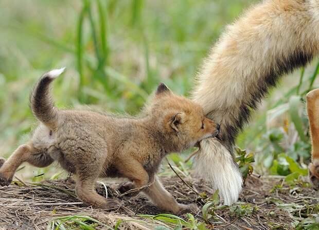 animalparents05 Эти животные научат быть хорошими родителями