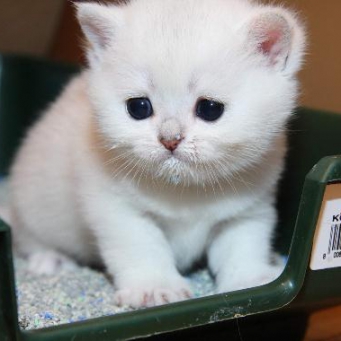котята понос