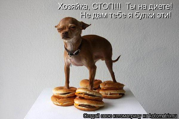 Котоматрица: Хозяйка, СТОП!!!  Ты на диете! Не дам тебе я булки эти!