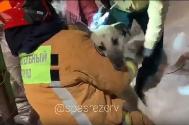 Добровольцы «СпасРезерва» спасли собаку по кличке Рой из стального капкана на Новочеркасском