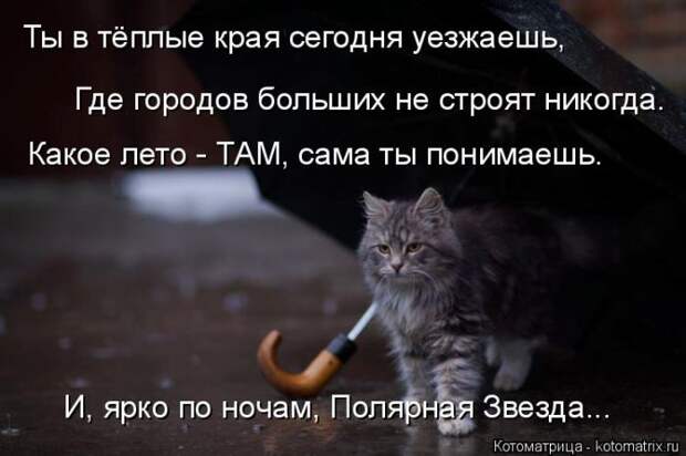 Лучшие котоматрицы недели (50 фото)