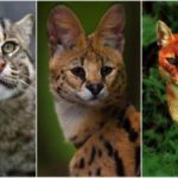 10 классных диких кошек, о которых мало кто знает