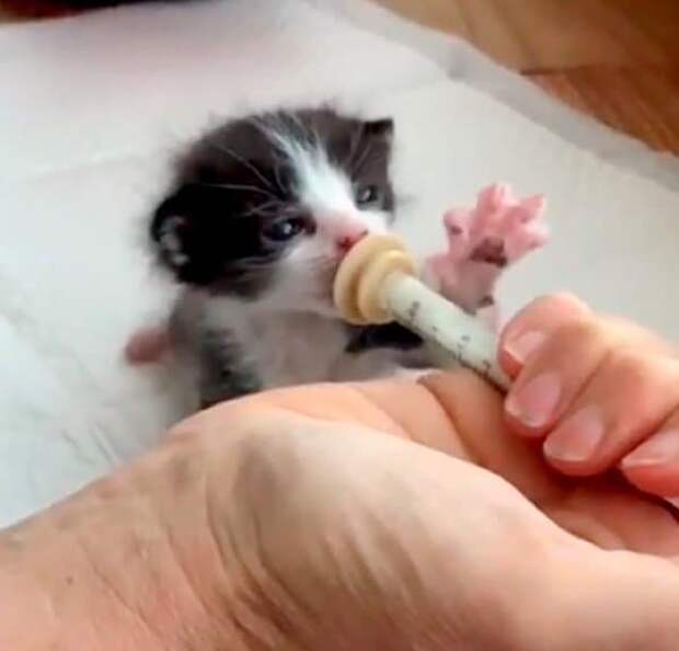 котенок кушает