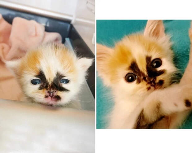 Без кота и жизнь не та