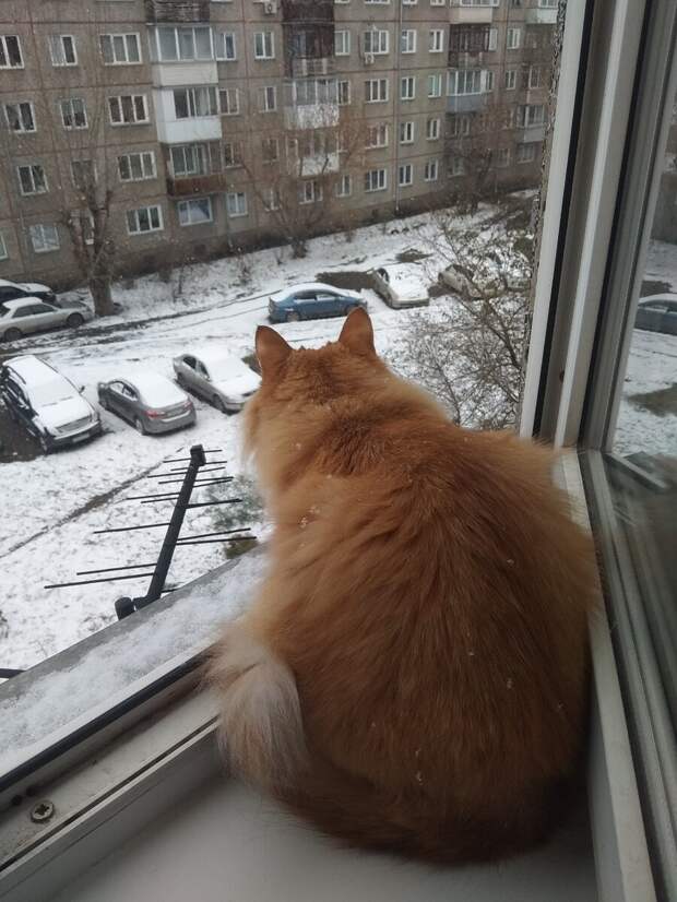 Персик гуляет.