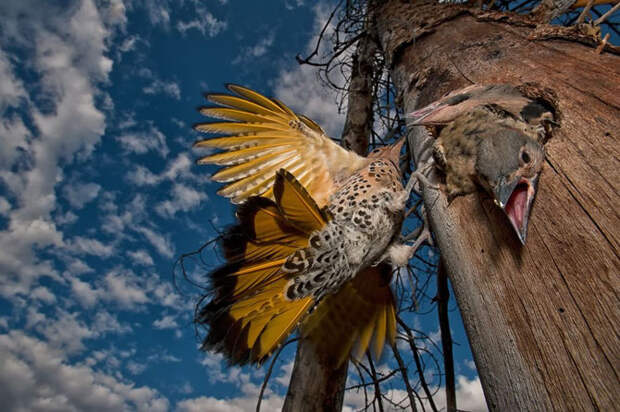 Лучшие фотографии National Geographic апреля 2014