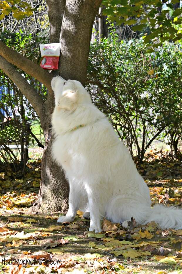 Great Pyrenees - Spring Naturals
