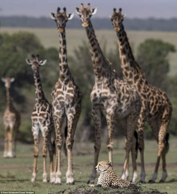 The giraffes eventually moved away from the area, although the cheetah remained in an 'almost catatonic' state, he added