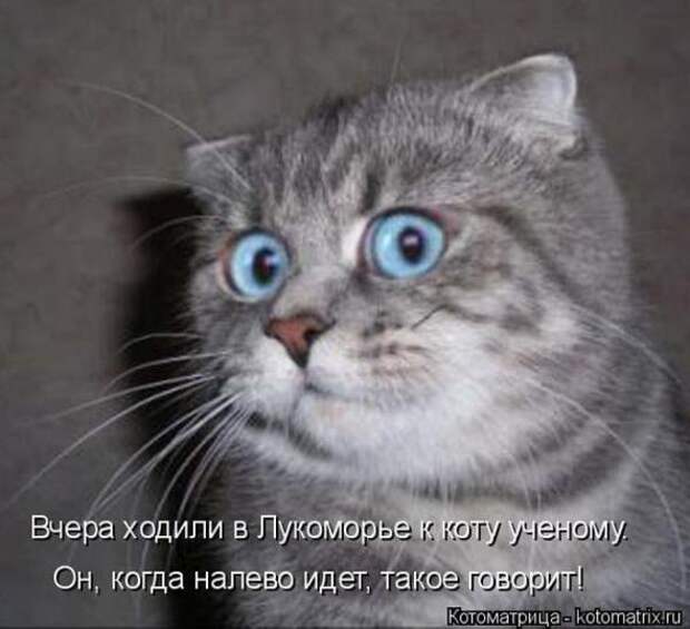 Котоматрицы(картинки с надписями)