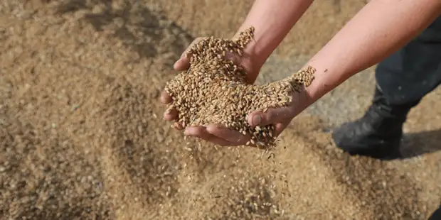 Politico: Россия угрожает ограничить экспорт продовольствия только дружественными странами