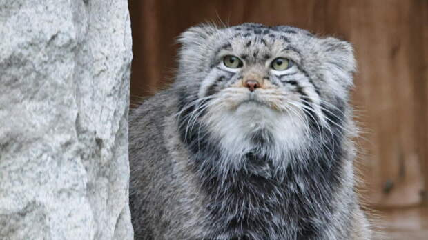 Манул Тимофей из Московского зоопарка остался без невесты из Польши