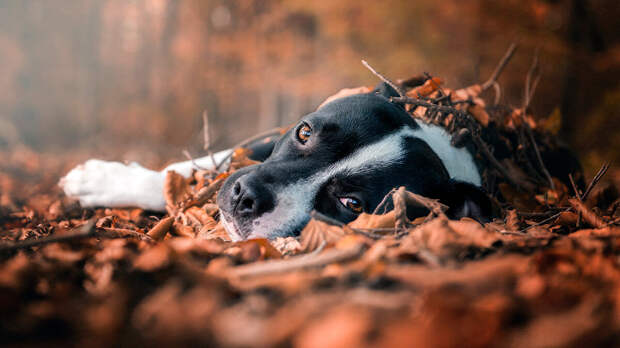 источник фото: w.forfun.com