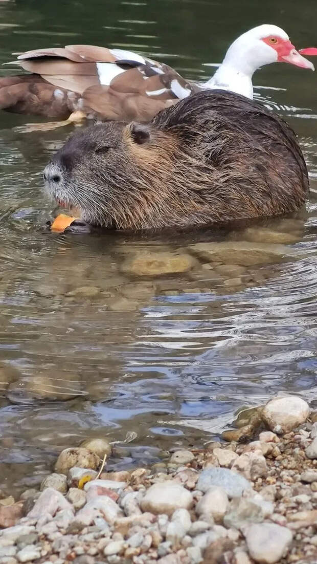 Угостили персиком... Понравилось!