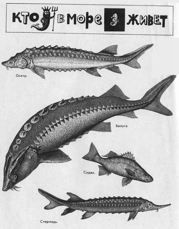 Как выглядит стерлядь рыба фото и осетр отличия