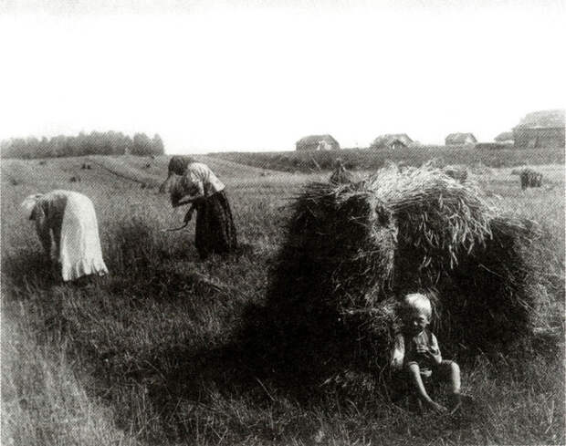 Жатва. Владимирская губерния, 1910-х годов.