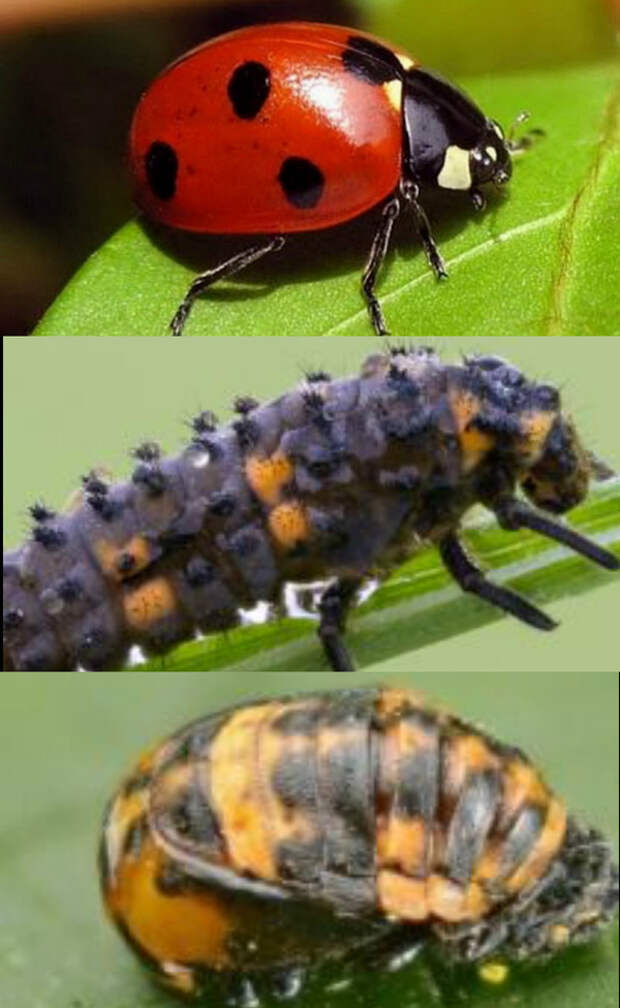 Полезные животные и насекомые в саду thumbnail