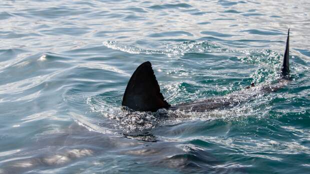 great white shark caught fishing in Florida