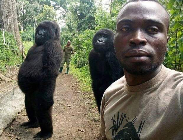 В сети появилось фото последних минут жизни гориллы на руках своего друга и это фото заставит плакать даже мужчин