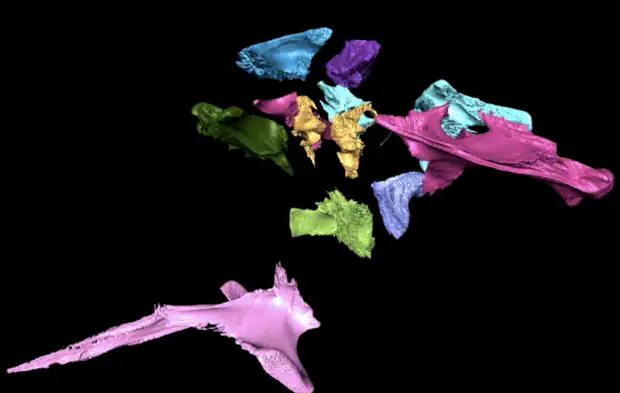 Инструкция к голове рептилии: зачем российские учёные исследовали черепа крокодилов с помощью компьютерной томографии