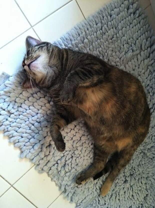 Смешные коты и кошки (21 фото)